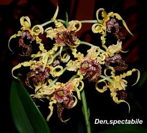 Den. spectabile 8\" basket - in bloom